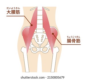 Illustration of psoas major and iliopsoas muscles of the abdomen Translation: Psoas major and iliacus muscles