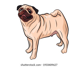 Illustration for a pug dog. Cute friendly fat chubby fawn sitting pug puppy. Pets, dog lovers, animal themed design element isolated on white.