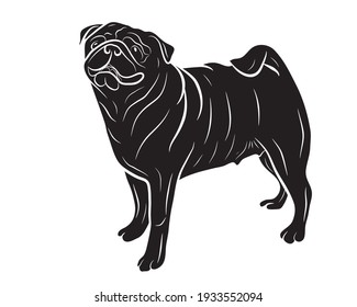 Illustration for a pug dog. Cute friendly fat chubby fawn sitting pug puppy. Pets, dog lovers, animal themed design element isolated on white.
