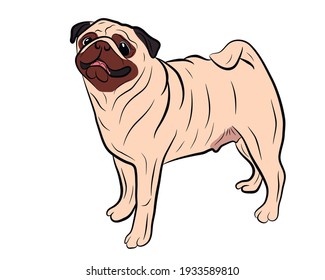 Illustration for a pug dog. Cute friendly fat chubby fawn sitting pug puppy. Pets, dog lovers, animal themed design element isolated on white.