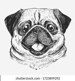 Illustration of pug dog head. Vector sketch 