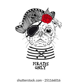 illustration of pug pirate