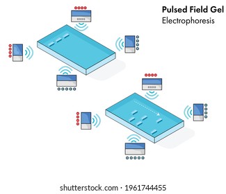 Illustration of pulsed field gel electrophoresis. 