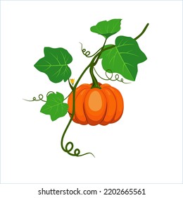 Illustration Of Pumpkin (Cucurbita) Plant With Vines And Leaves. Vector.