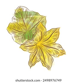 Illustration of Pumpkin flower with leaf. vector illustration.