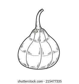 illustration of pumpkin on white background, vector