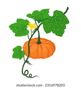 Ilustración de la planta de calabaza con viñas, hojas y flores. ilustración vectorial.