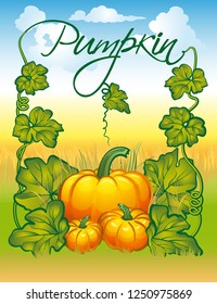 Illustration pumpkins and their