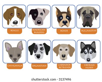 illustration of purebred dogs, cartoon dog portraits