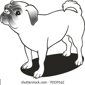illustration of purebred pug for coloring book
