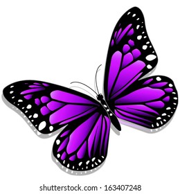 Ilustración una mariposa púrpura