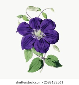 Illustration of a purple clematis flower with green leaves. The clematis flower is detailed, showing petals and leaves. Clematis flower on a white background. Vintage art illustration, vector.