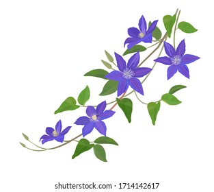 Illustration of purple clematis frame. 