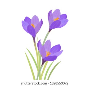 Illustration of purple crocus flower. Winer flower.