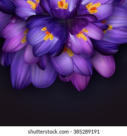 Illustration of purple crocus flowers with dark background
