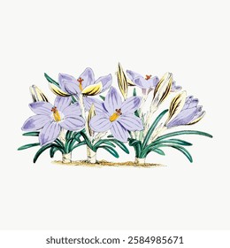 Illustration of purple crocus flowers with green leaves. Delicate crocus blooms in a cluster. Purple petals and green foliage. Botanical crocus art. Vintage art illustration, vector.