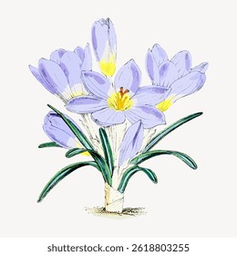 Illustration of purple crocus flowers with green leaves. The crocus flowers are blooming, showcasing their delicate petals and vibrant yellow centers. Vintage flower illustration vector.