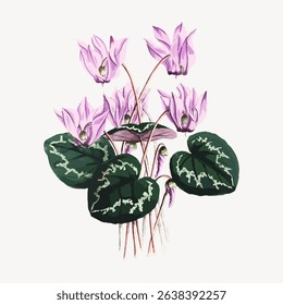 Illustration of purple cyclamen flowers with green leaves. Cyclamen flowers are vibrant and delicate. Green leaves complement the cyclamen flowers beautifully. Vintage flower illustration vector.