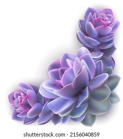 Illustration of purple echeveria succulent plant isolated. Background for invitation of greeting card template, cover, web design
