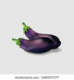 Illustration of Purple Eggplants,Vegetable