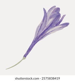 Illustration of a purple flower with delicate petals. The purple flower is elegant and simple, showcasing its beauty. A single purple flower, isolated element. Vintage art drawing, isolated vector.