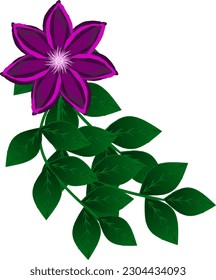 Illustration of a purple flower with dense green leaves