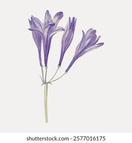 Illustration of purple flowers with delicate petals. The purple flowers are in full bloom, showcasing their vibrant purple hues and elegant, slender petals. Vintage floral illustration, vector.