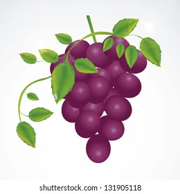 Illustration of purple grape fruit with leaves, vector illustration