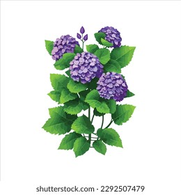 Illustration of purple Hydranga flower.
