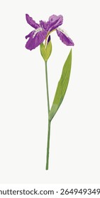 Illustration of a purple iris flower. The iris flower is depicted with detailed petals and a green stem. Elegant iris flower design, perfect for floral themes. Vintage flower illustration vector.