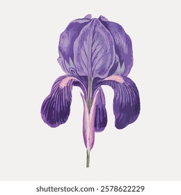 Illustration of a purple iris flower. The iris flower features purple petals. Purple iris stands alone, showcasing its delicate purple hues and elegant form. Vintage flower illustration, vector.