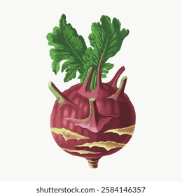 Illustration of a purple kohlrabi with green leaves. Kohlrabi vegetable depicted with vibrant colors. Detailed kohlrabi design on a light background. Vintage vegetable illustration vector.