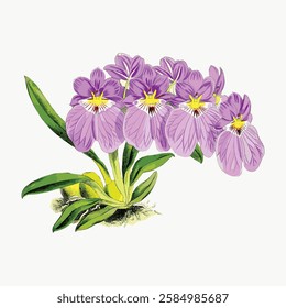 Illustration of purple orchids with green leaves. The orchids have detailed petals and vibrant colors. Botanical art showcasing orchids and leaves. Vintage art illustration, vector.