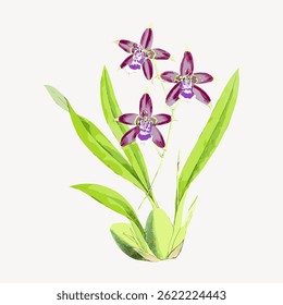 Illustration of purple orchids with green leaves. The orchids are vibrant and detailed, with purple petals and green leaves. Elegant orchid design. Vintage flower illustration vector.