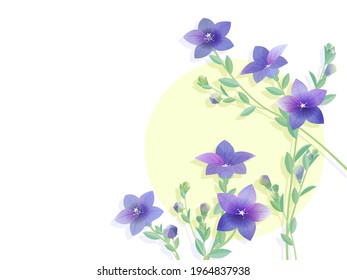 Illustration of purple Platycodon grandiflorus flower