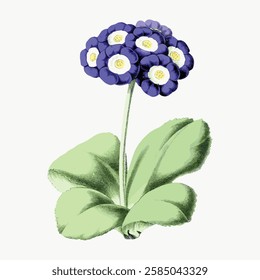 Illustration of a purple primrose with green leaves. The primrose features vibrant purple petals. Primrose stands tall with lush green leaves. Botanical art. Vintage art illustration, vector.