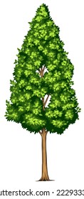 Illustration of a Pyrus calleryana tree