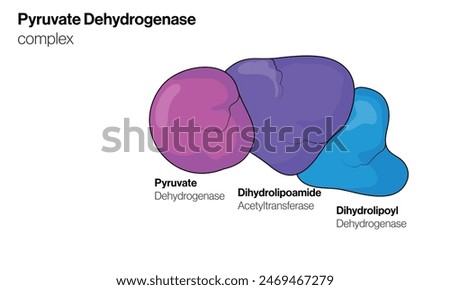 Illustration of Pyruvate Dehydrogenase Complex on White Background Depicting Enzymatic Reaction in Cellular Metabolism.