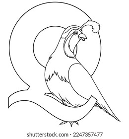 Illustration of Q letter for Quail