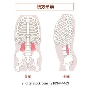 Illustration of the quadratus lumborum muscle in lateral and frontal views[Translation: Illustration of abdominal muscles, quadratus lumborum]