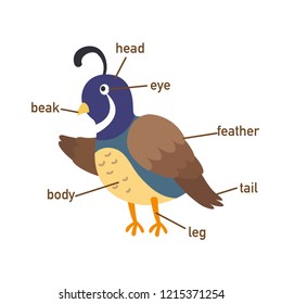 Illustration of quail vocabulary part of body.vector