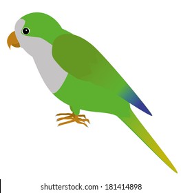 An illustration of a quaker parrot