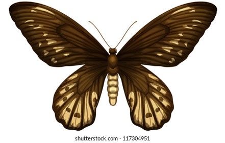 Illustration Of A Queen Alexandra's Birdwing On A White Background