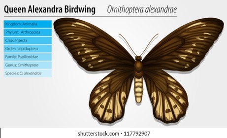 Illustration Of Queen Alexandra's Birdwing - Ornithoptera Priamus