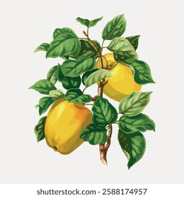 Illustration of a quince branch with green leaves and yellow quinces. Quince fruit and leaves are detailed, showcasing the vibrant yellow quinces and lush leaves. Vintage fruit illustrations vector.