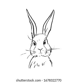 Illustration of a rabbit. Ink drawing.