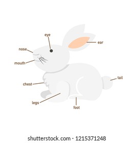 Illustration of rabbit vocabulary part of body.vector