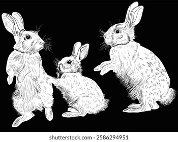 illustration with rabbits isolated on black background