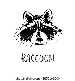 Illustration of a raccoon face. Ink drawing