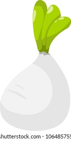 illustration radish